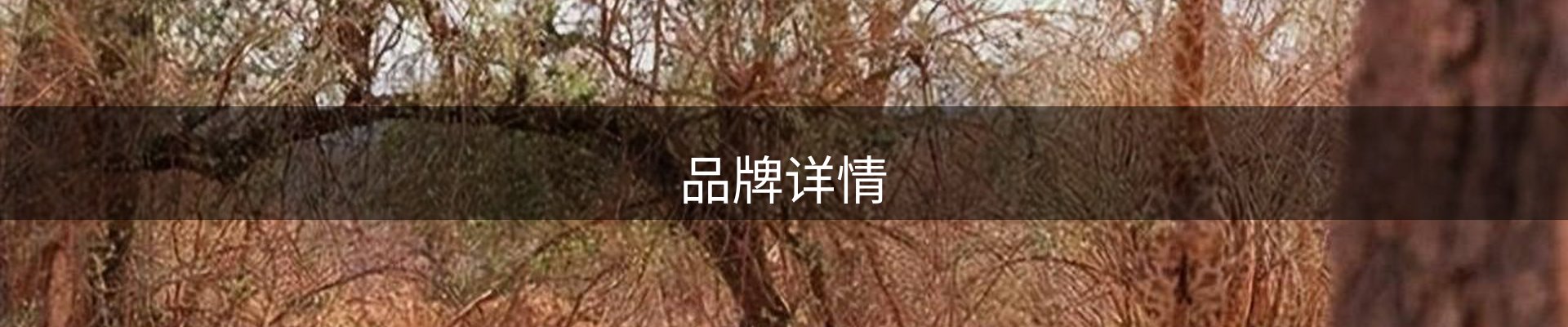 品牌详情